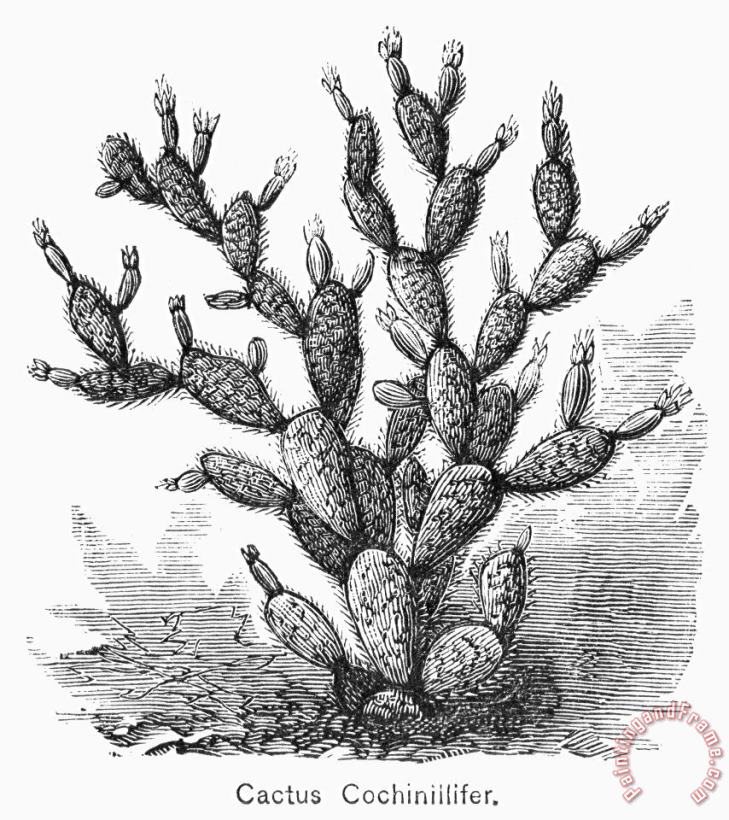 Others Botany: Cactus Art Print