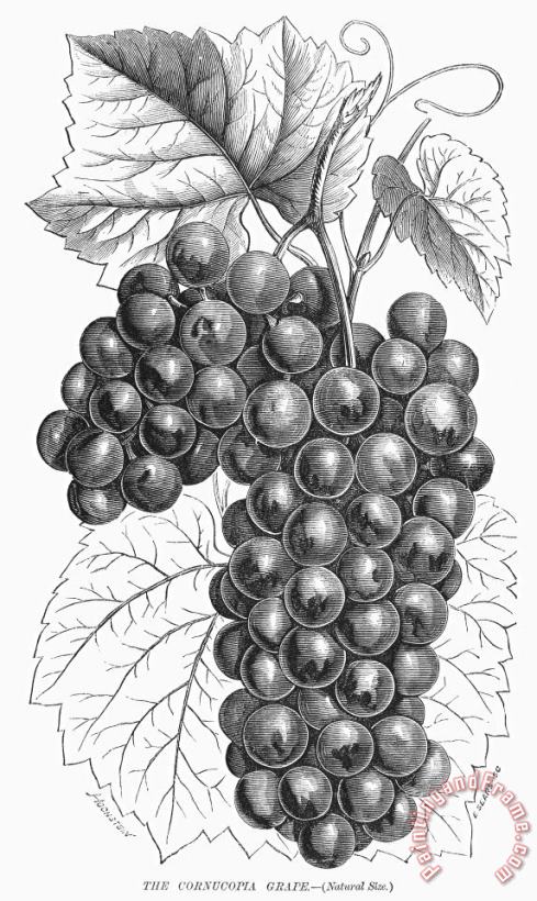 Botany: Grapes painting - Others Botany: Grapes Art Print