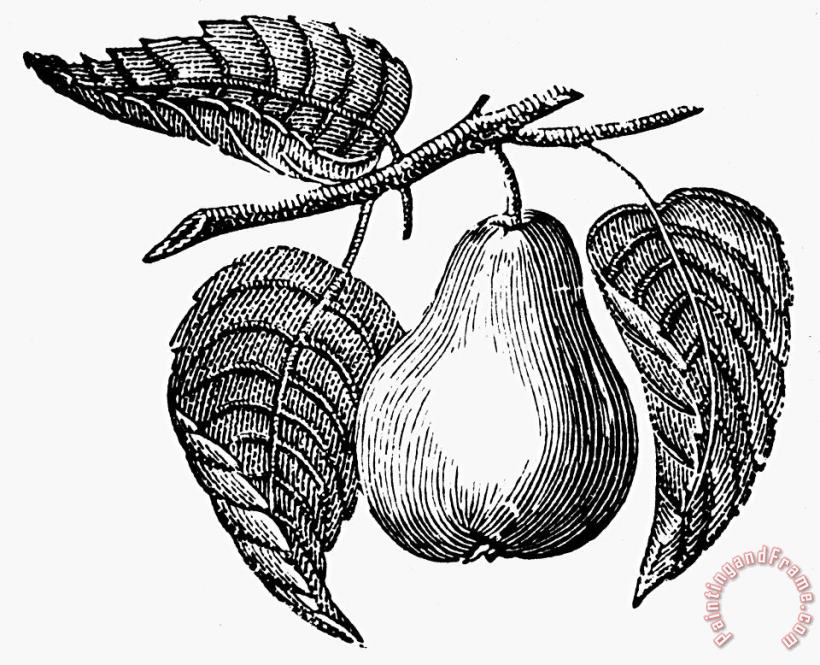 Others Botany: Pear Art Print