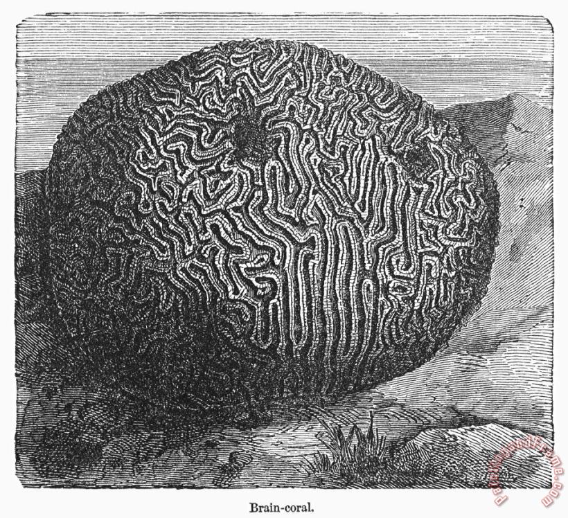 Others Brain Coral Art Print