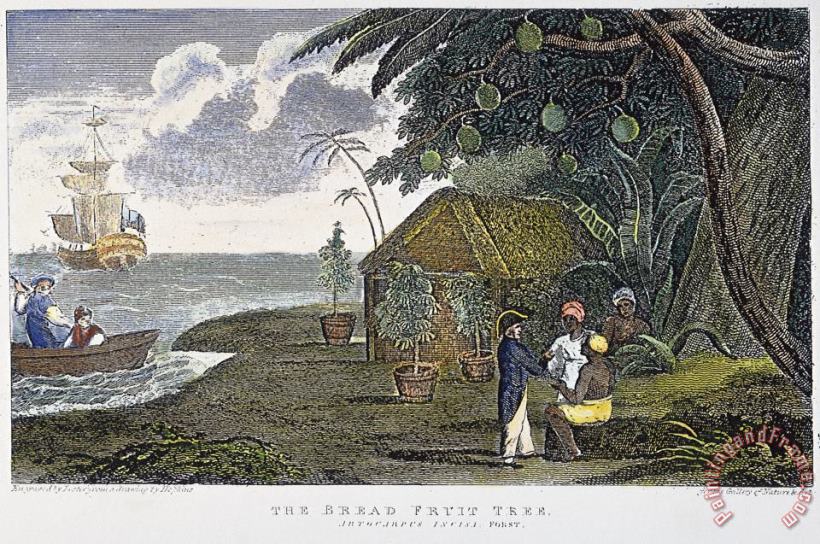 Breadfruit Tree, 1823 painting - Others Breadfruit Tree, 1823 Art Print