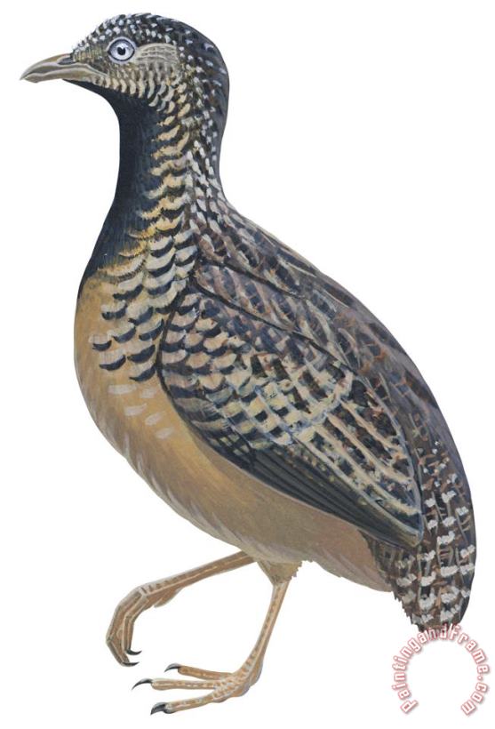 Others Button Quail Art Painting