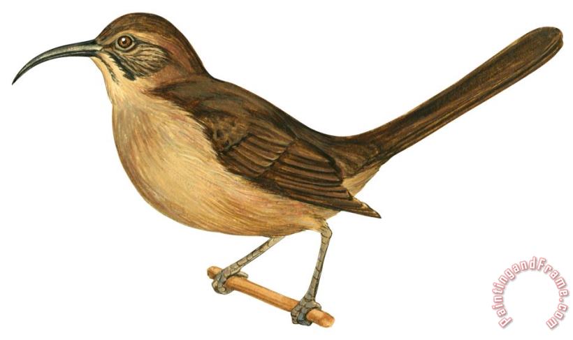 Others California Thrasher Art Painting