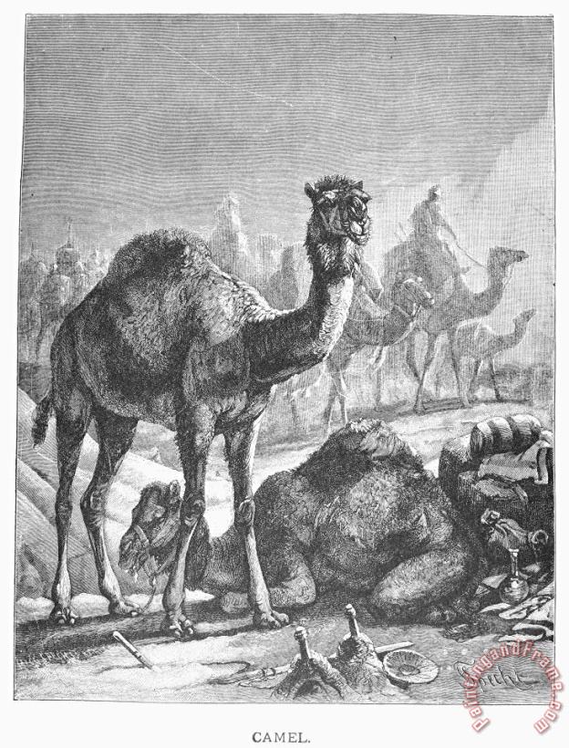 Others Camel Art Print