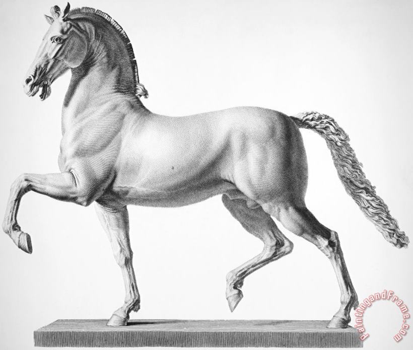 Others Canova: Horse Art Print