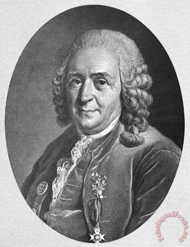 Others Carolus Linnaeus Art Painting
