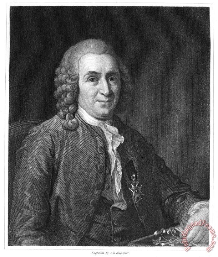 Others Carolus Linnaeus (1707-1778) Art Painting