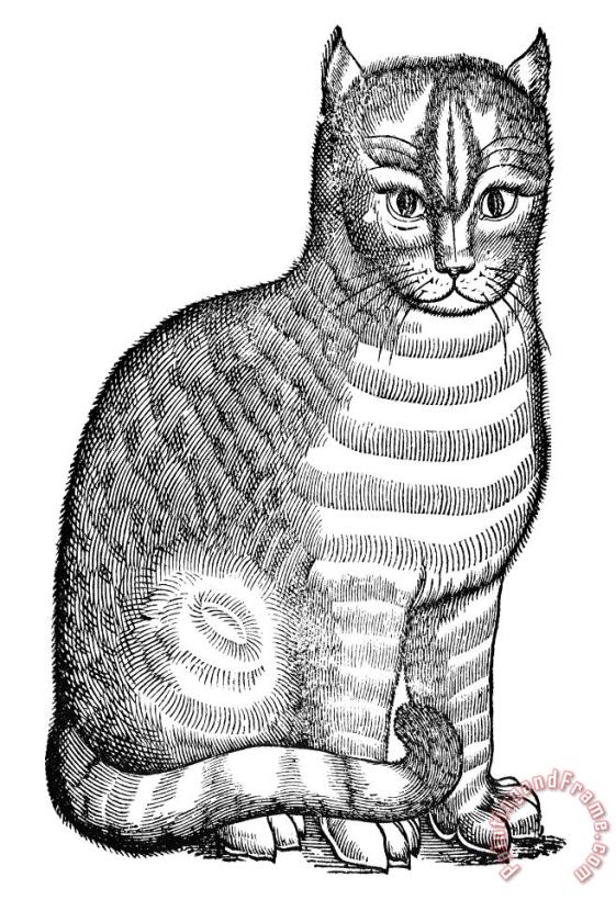 Others CAT Art Print