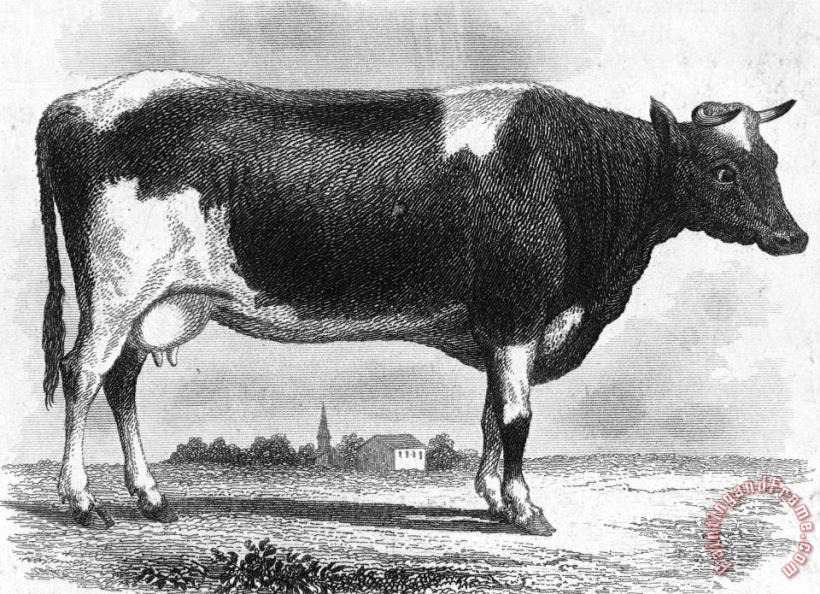 Others CATTLE, 19th CENTURY Art Print