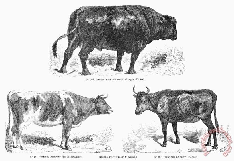 Cattle Breeds, 1856 painting - Others Cattle Breeds, 1856 Art Print