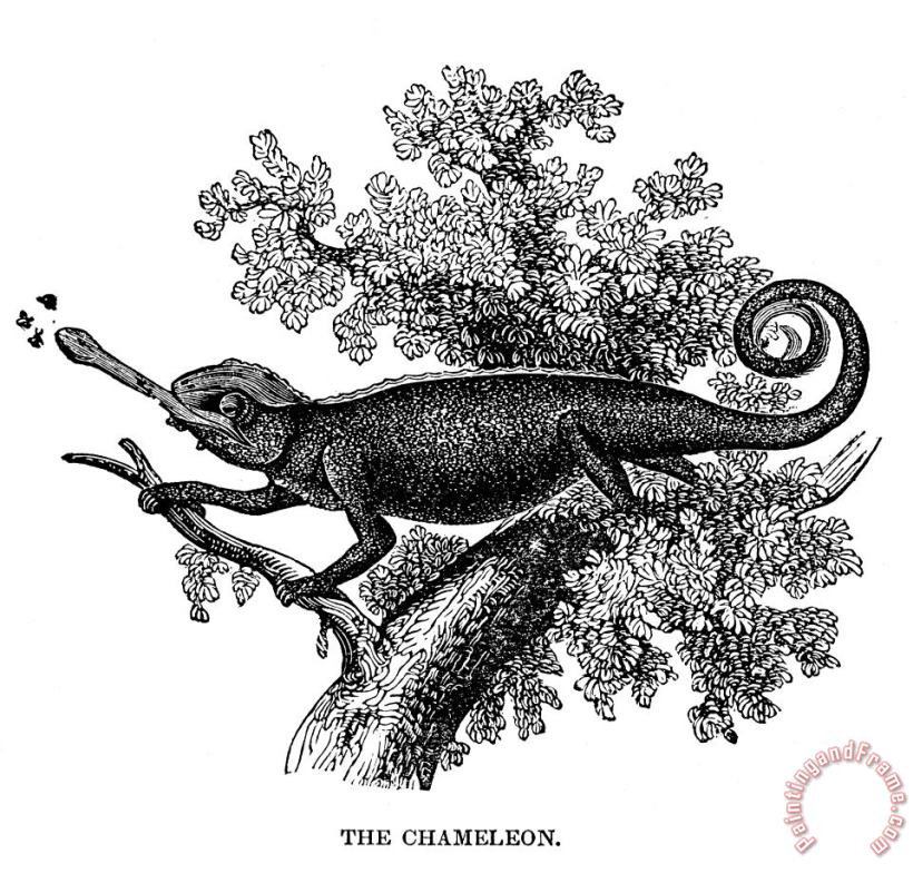 Others Chameleon Art Print