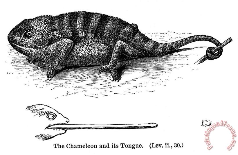 Chameleon painting - Others Chameleon Art Print