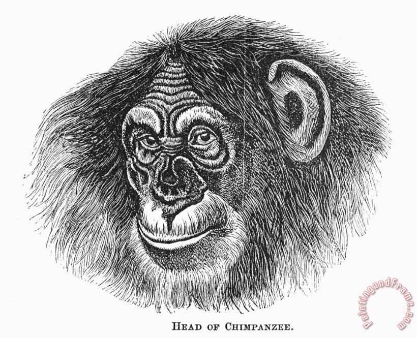 Chimpanzee painting - Others Chimpanzee Art Print