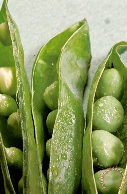 Others Close Up Of Green Peas In Pods Art Painting