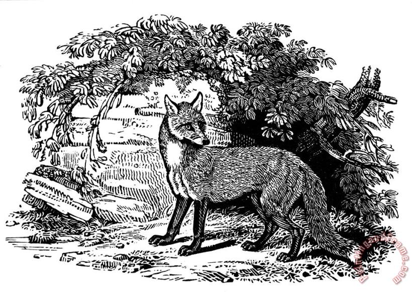Others Common Fox Art Print