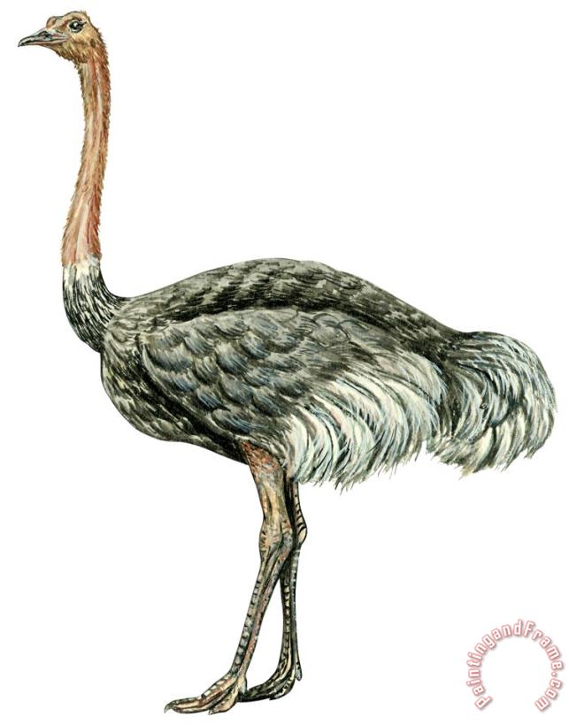 Common Ostrich painting - Others Common Ostrich Art Print