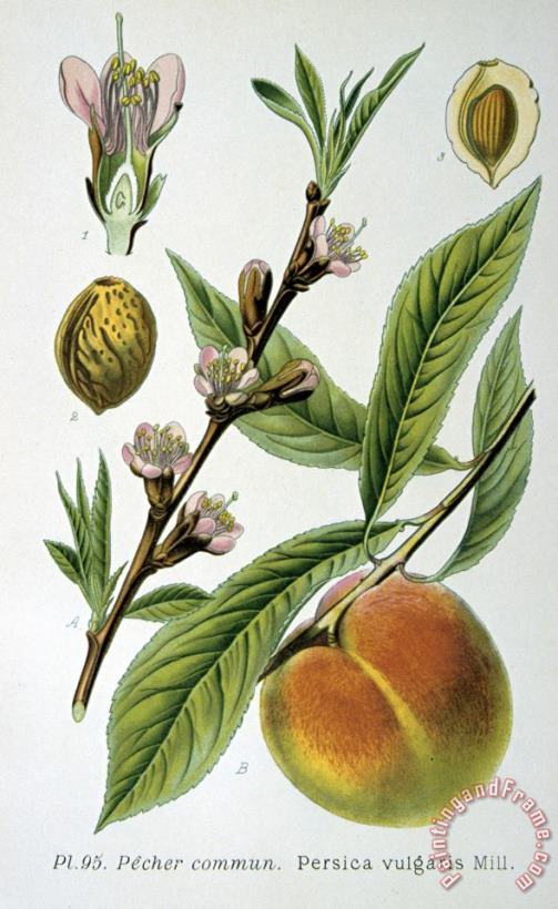 Common Peace Persica Vulgaris painting - Others Common Peace Persica Vulgaris Art Print