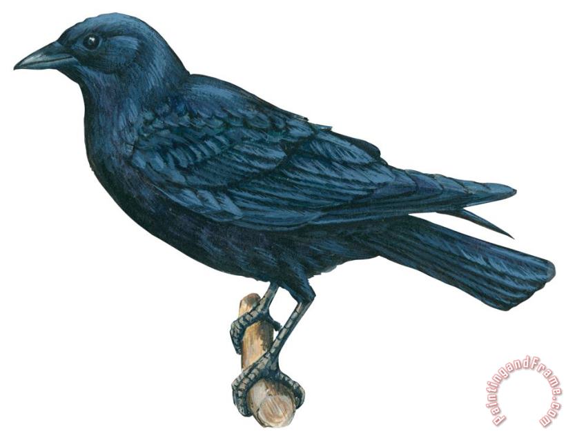 Crow painting - Others Crow Art Print