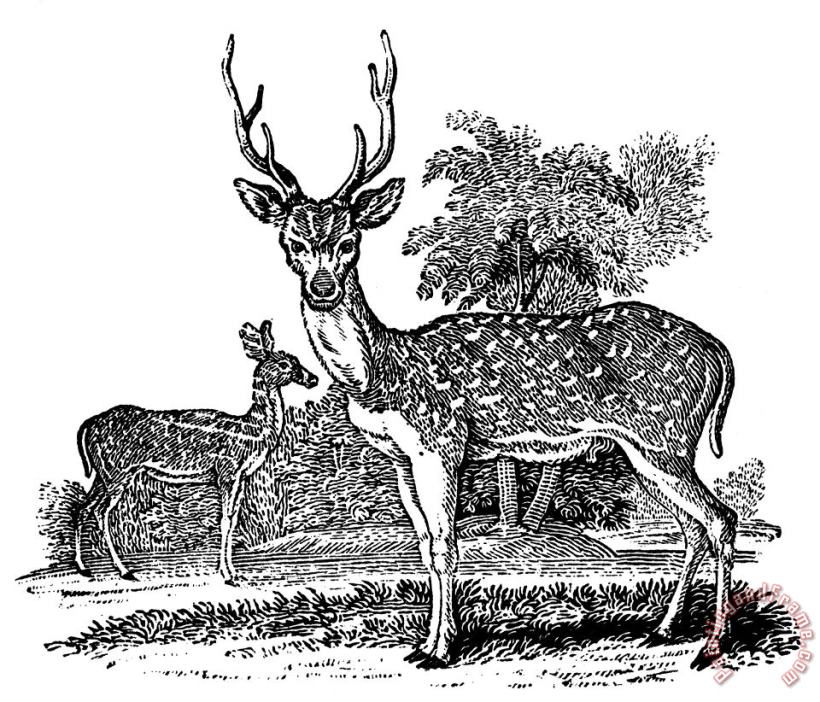 Deer painting - Others Deer Art Print