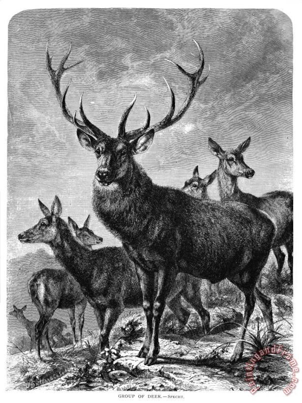 Deer painting - Others Deer Art Print