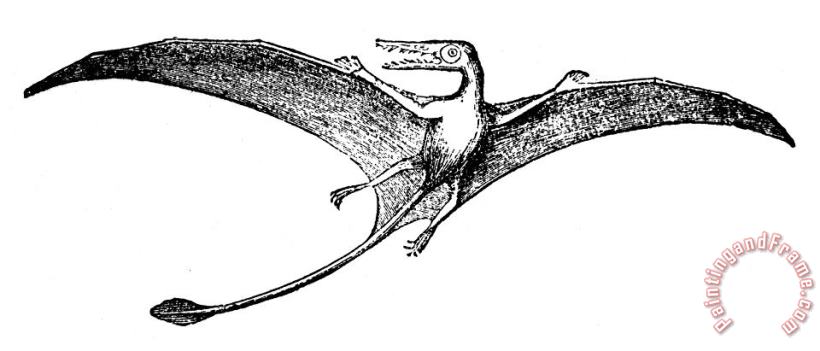 Others Dinosaur: Pterodactyl Art Print