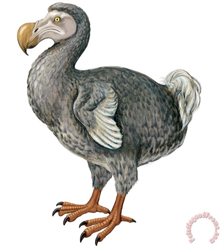 Dodo painting - Others Dodo Art Print