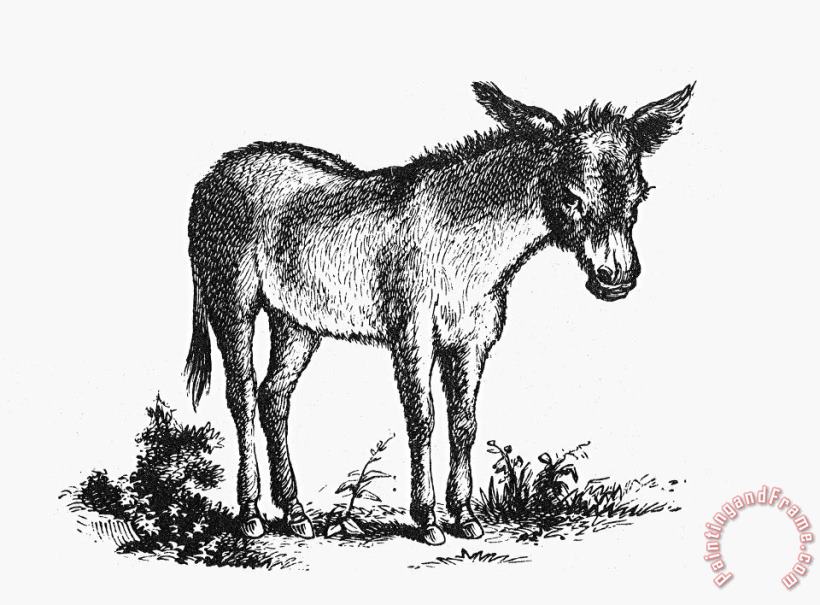 Others Donkey Art Print