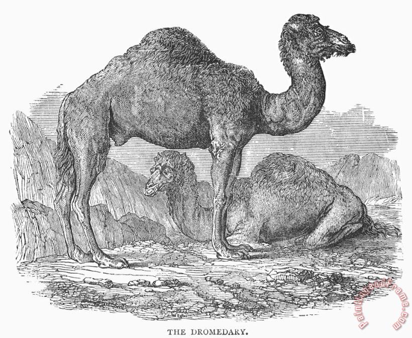 Others Dromedary Art Painting
