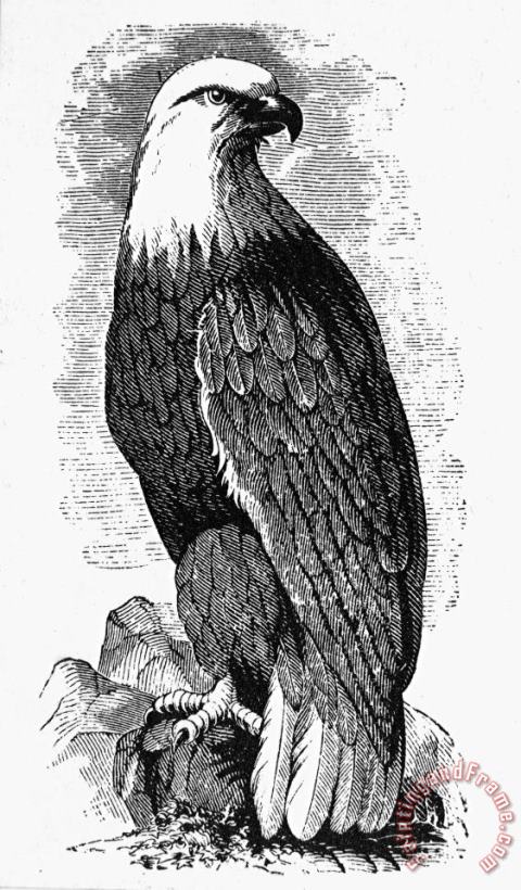 EAGLE, 19th CENTURY painting - Others EAGLE, 19th CENTURY Art Print