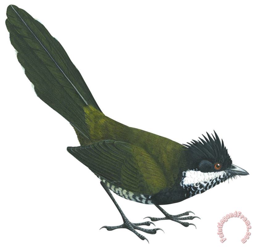 Others Eastern Whipbird Art Print