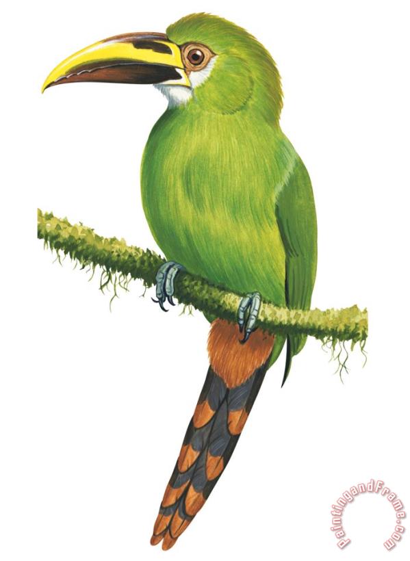 Others Emerald Toucanet Art Painting
