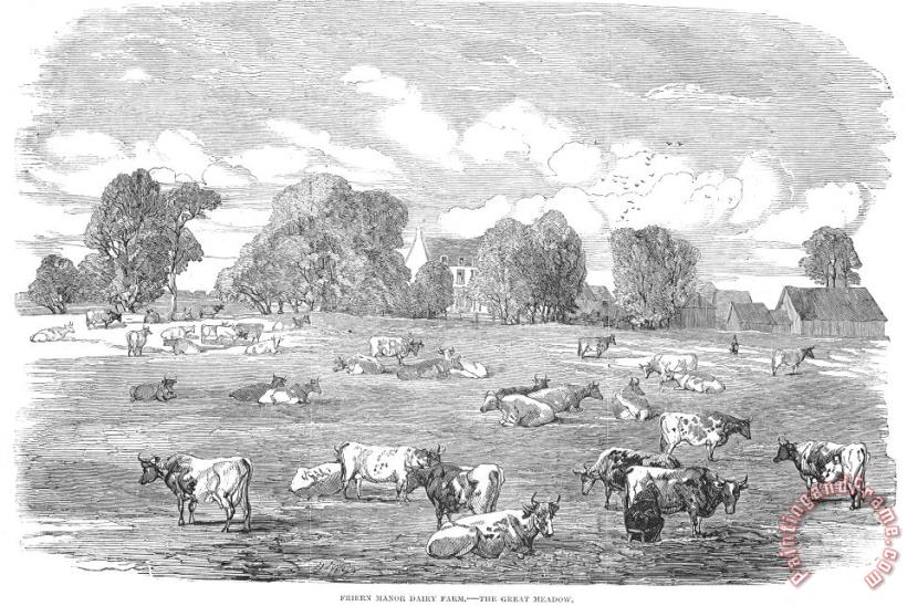 Others England: Cattle, 1853 Art Print
