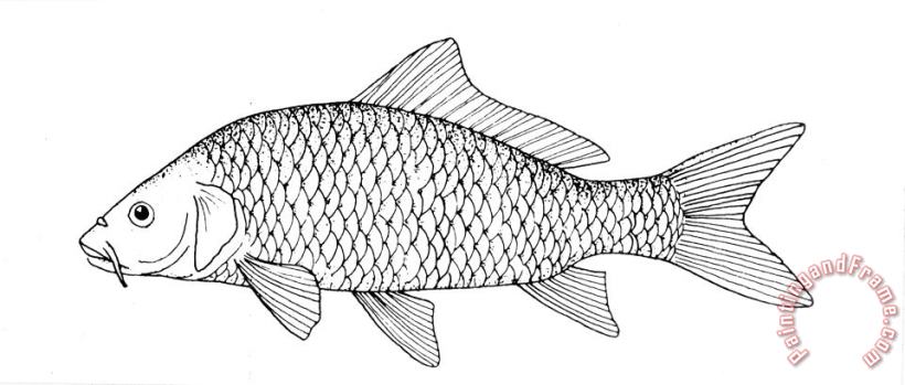 Others Fish: Carp Art Painting
