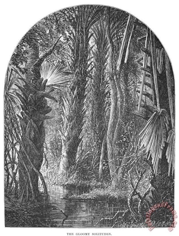 Florida: Swamp painting - Others Florida: Swamp Art Print