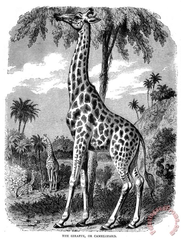 Giraffe painting - Others Giraffe Art Print