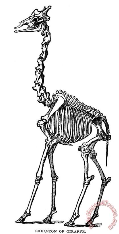 Others Giraffe Skeleton Art Painting