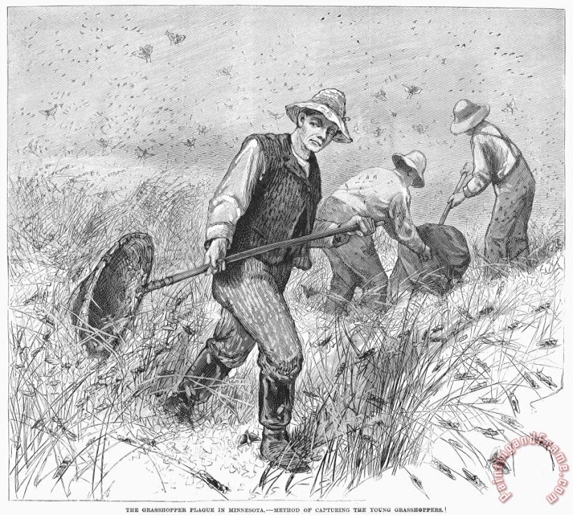 Others Grasshopper Plague, 1888 Art Print