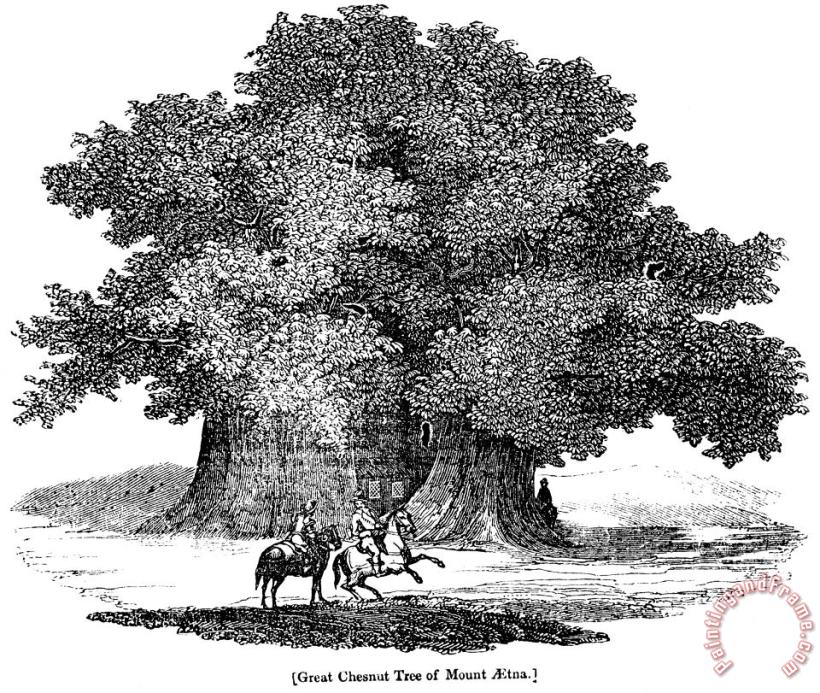 Others Great Chestnut Tree Art Print