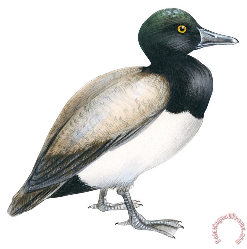 Others Greater Scaup Art Painting