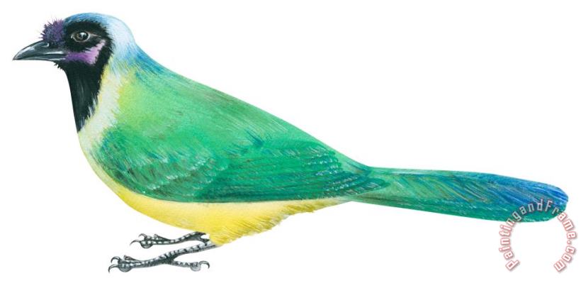 Others Green Jay Art Painting