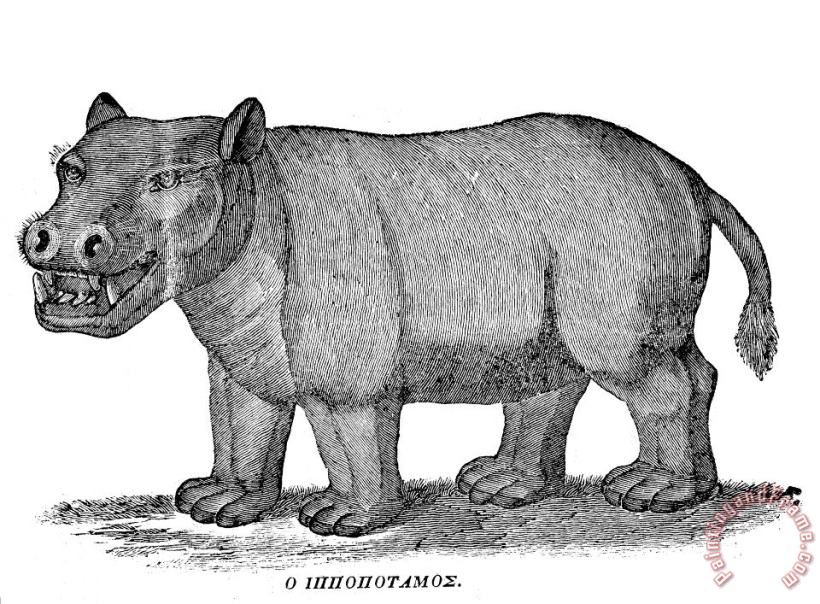 Hippopotamus painting - Others Hippopotamus Art Print