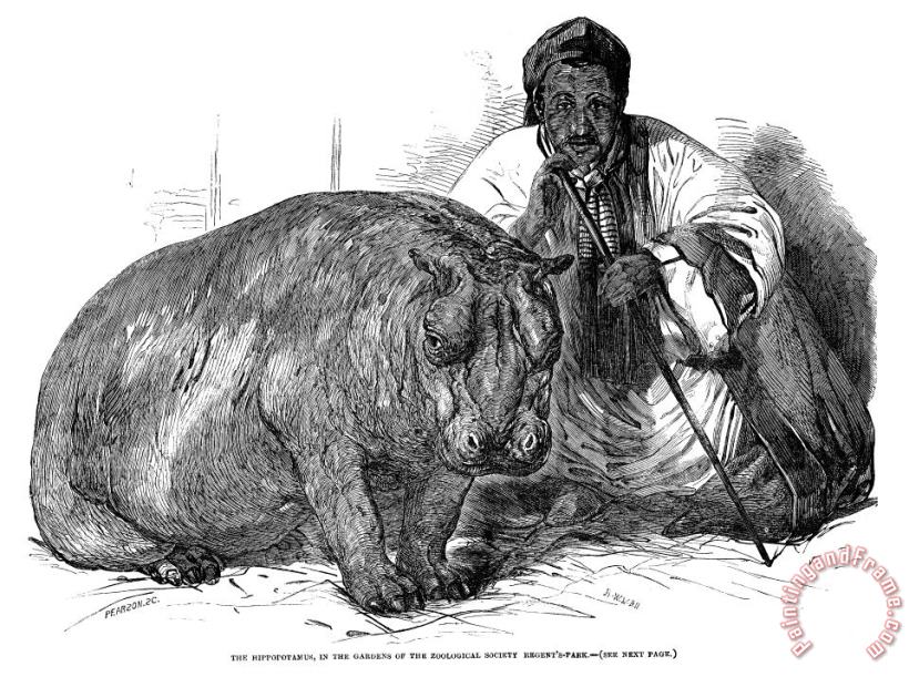 Others Hippopotamus: London Zoo Art Painting