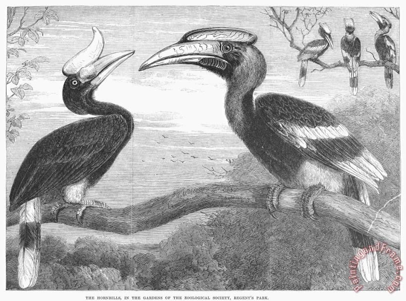 Others Hornbills Art Painting