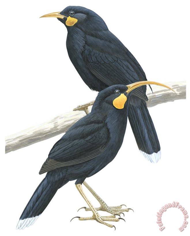 Others Huia Art Painting