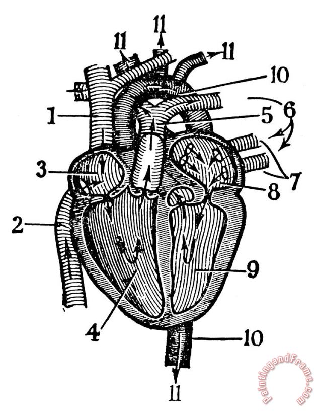 Others Human Heart Art Print