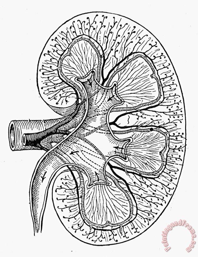 Human Kidney painting - Others Human Kidney Art Print