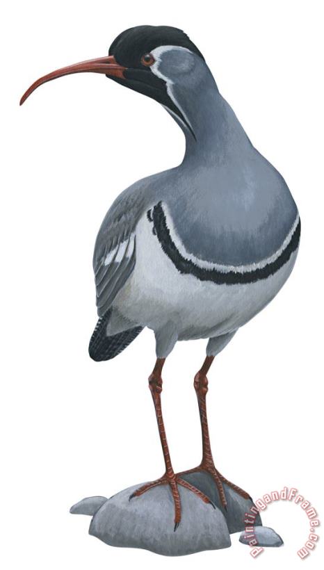 Others Ibisbill Art Painting