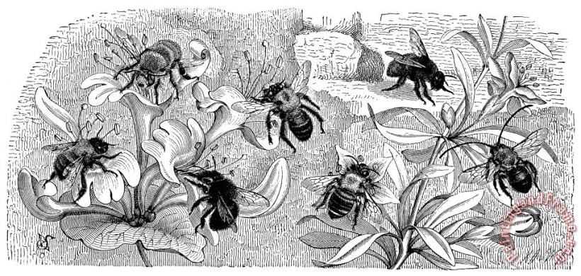 Others Insects: Bees Art Print