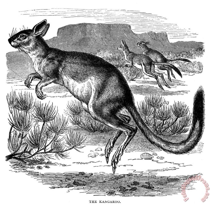 Others Kangaroo Art Print