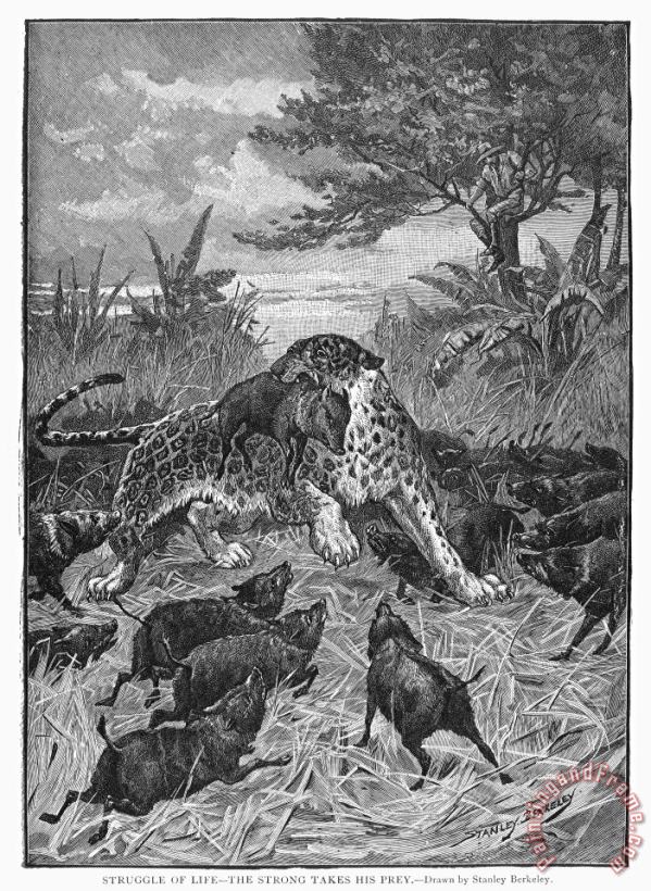 Others Leopard Art Print
